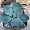 Agave truncata