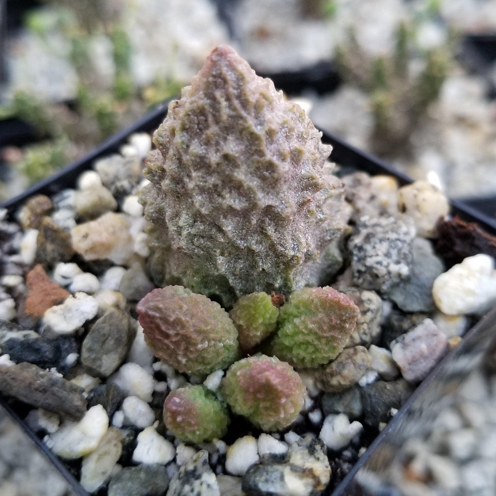 Adromischus marianae f. herrei