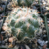 Close-up of a Coryphantha calipensis cactus, small and round with white tufts and long yellowish spines, in rocky soil.