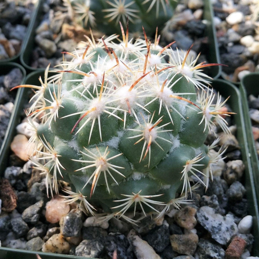 Close-up of a Coryphantha calipensis cactus, small and round with white tufts and long yellowish spines, in rocky soil.