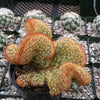 Mammillaria elongata cristata copper king