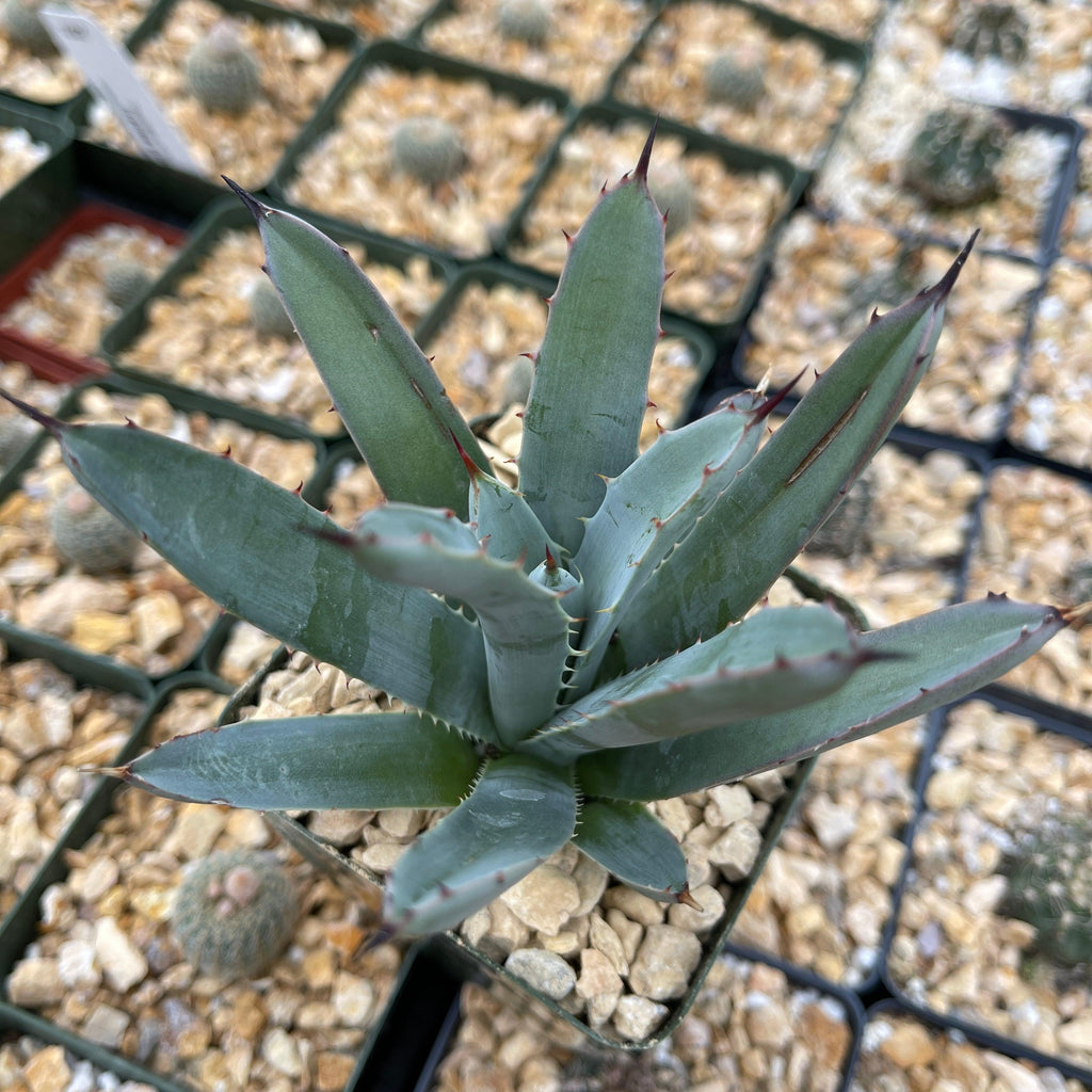 Agave macroacantha