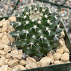 Mammillaria nejapensis silver arrows