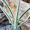 Dianella tasmanica variegata