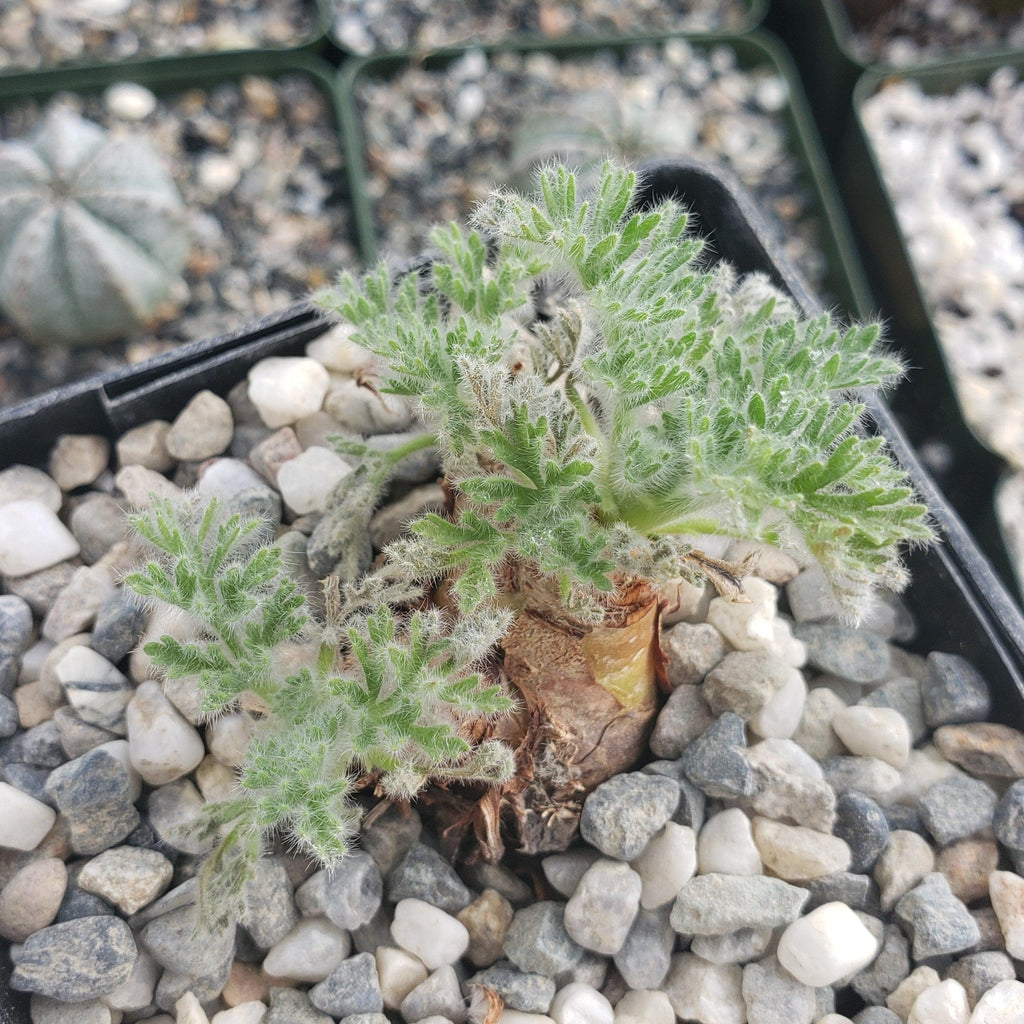 Pelargonium appendiculatum