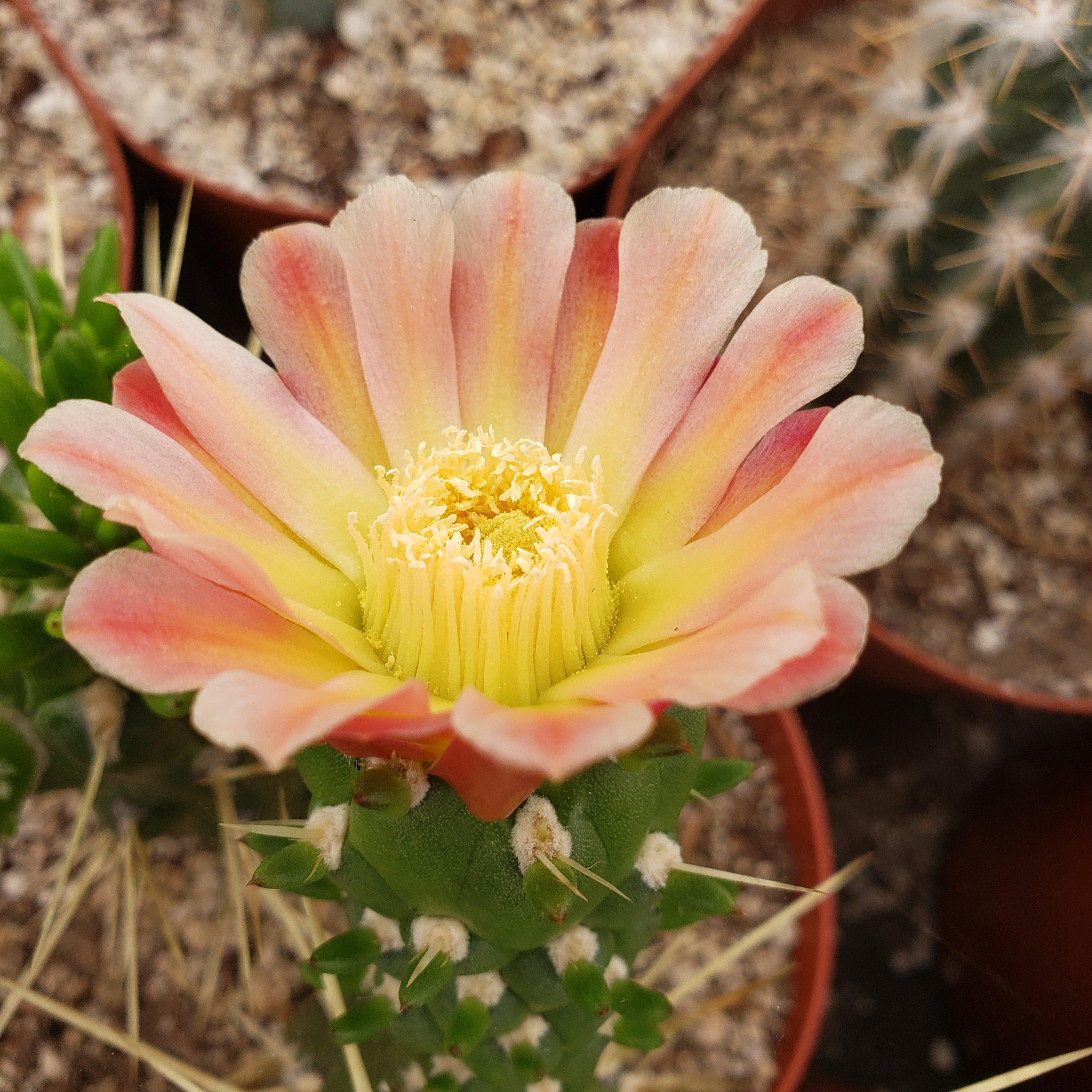 Austrocylindropuntia subulata monstrose cutting