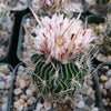 Echinofossulocactus palmillas brain plant