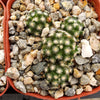 Mammillaria saboae haudeana