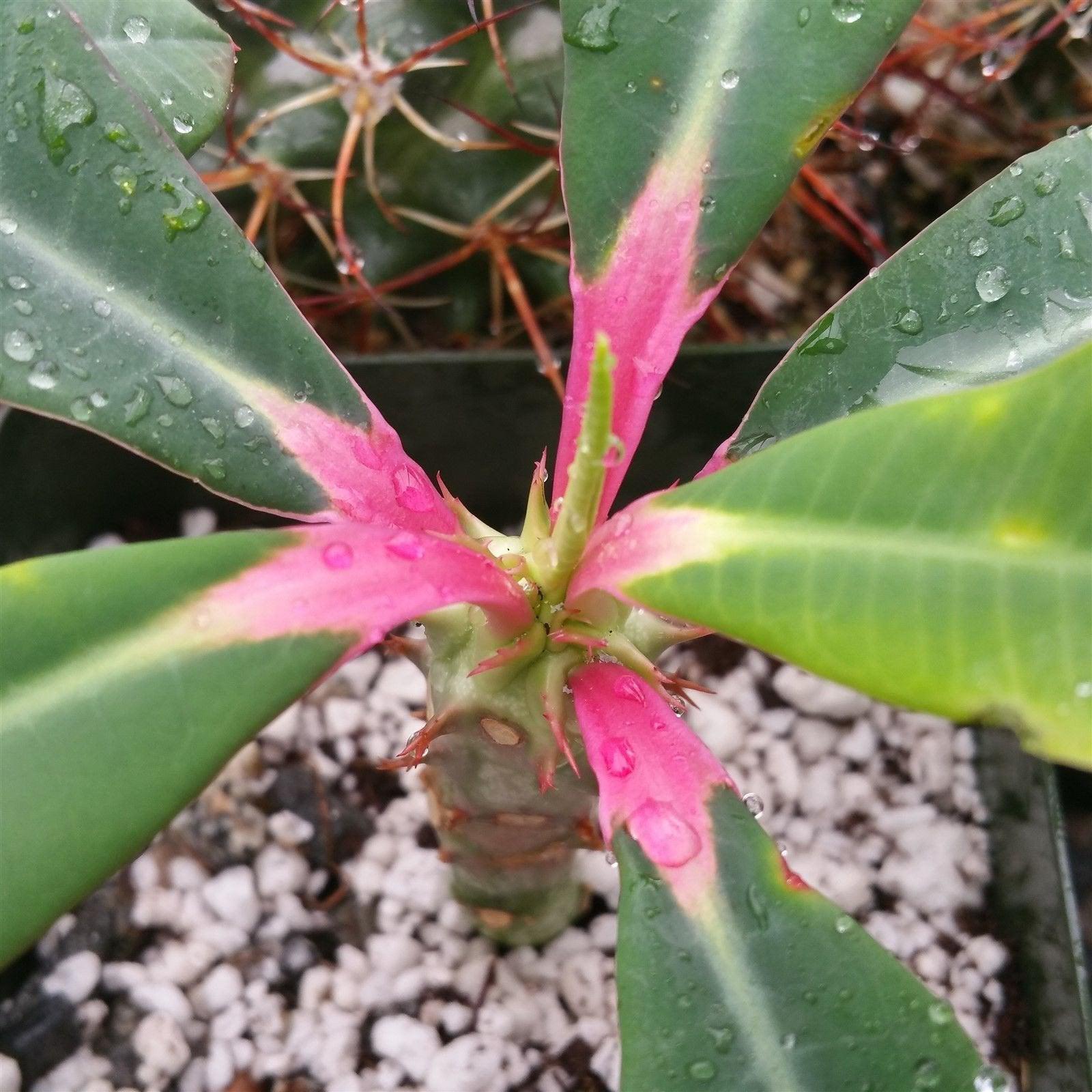 Shop For Euphorbia Viguieri Ankarafantsiensis Plant Planet Desert shop-for-euphorbia-viguieri-ankarafantsiensis-plant-planet-desert
