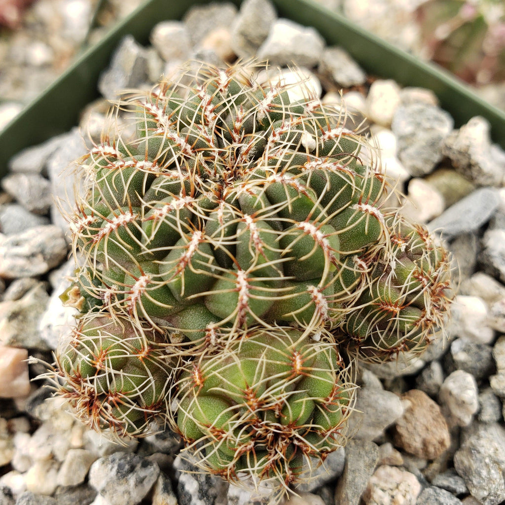 Sulcorebutia Zavaletae