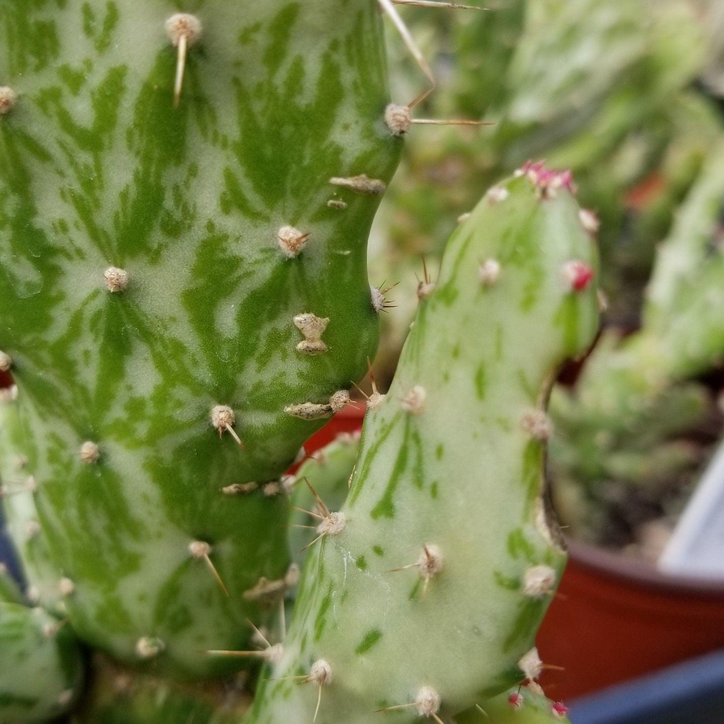 Opuntia monacantha cutting