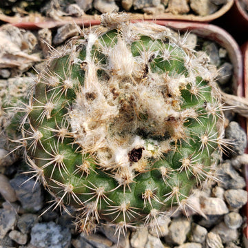 Frailea grahliana – Planet Desert