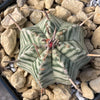 Euphorbia meloformis variegata