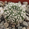 Astrophytum asterias Superkabuto