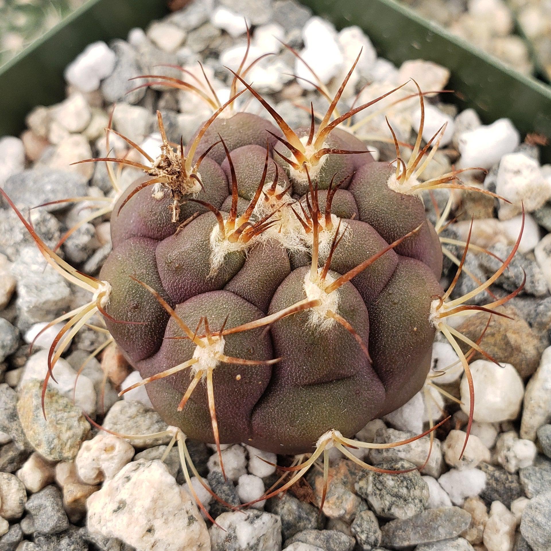 Gymnocalycium pflanzii albipulpa