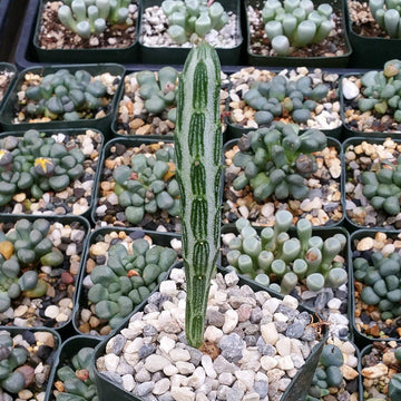 ragworts succulent Shop 'Senecio stapeliiformis' Care and Growing Guide