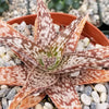 Aloe african hybrid