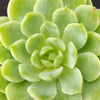 Echeveria lime n chile