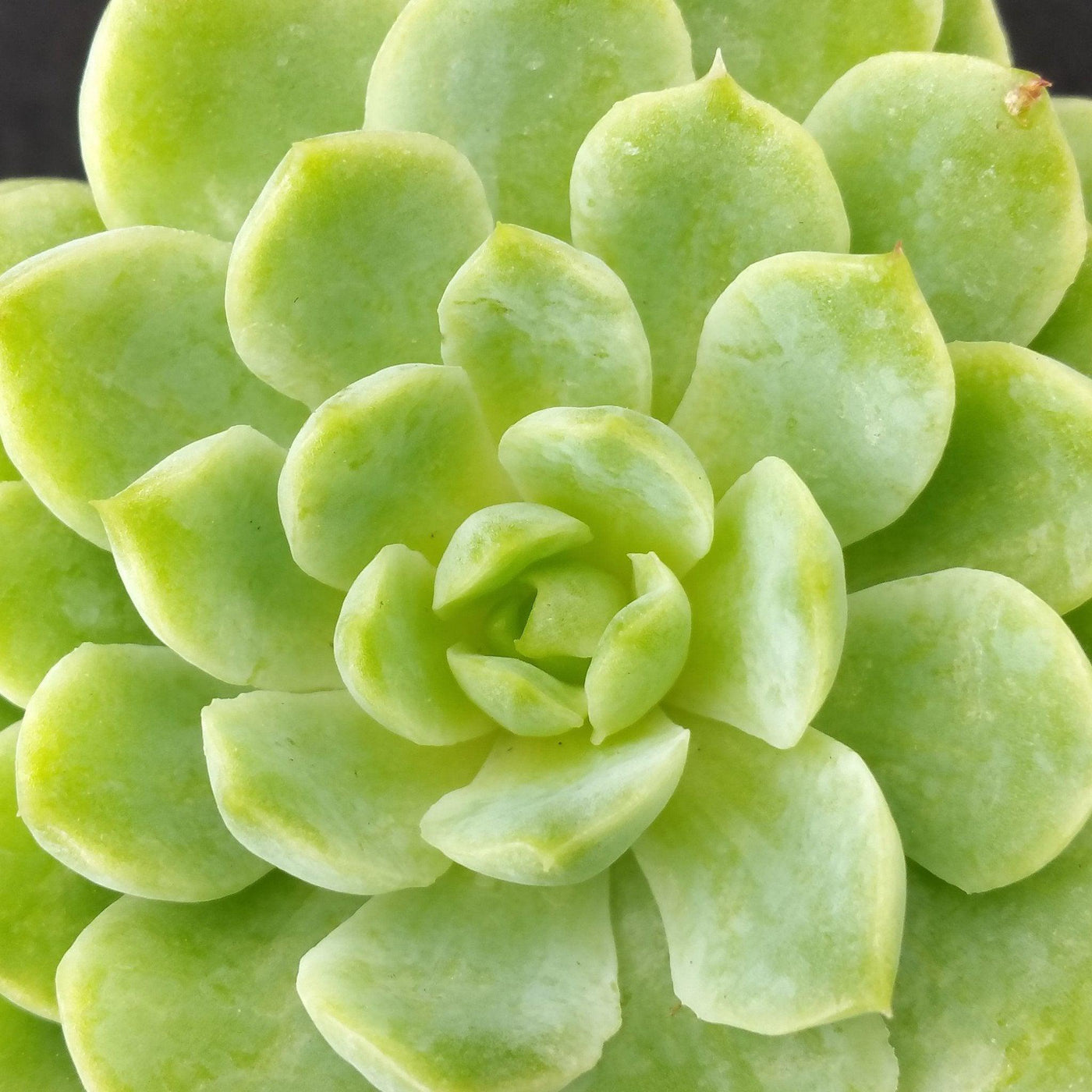 succulent thick green leaves Echeveria lime n chile