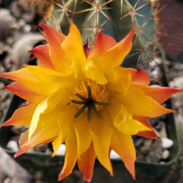 Echinocereus ochoterenae – Planet Desert