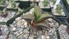 Haworthia veneosa tessellata