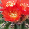 Parodia oculta