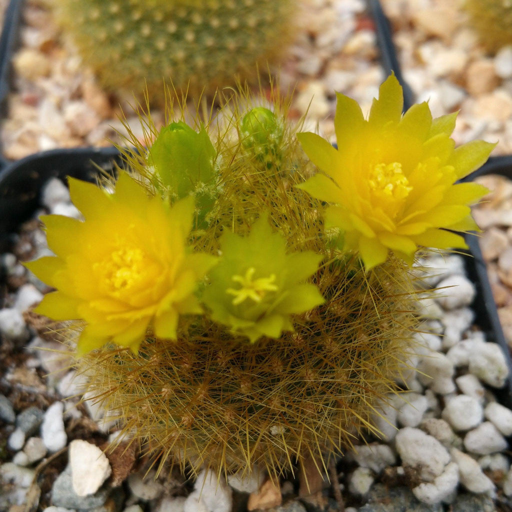 Notocactus graessneri flaviflorus