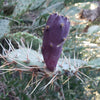 Opuntia engelmannii Pad cutting