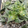 Faucaria tuberculosa soto