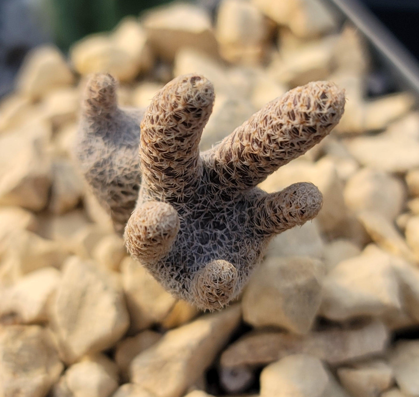 dead man's fingers succulent Puna clavarioides (Maihueniopsis clavarioides) – Planet Desert