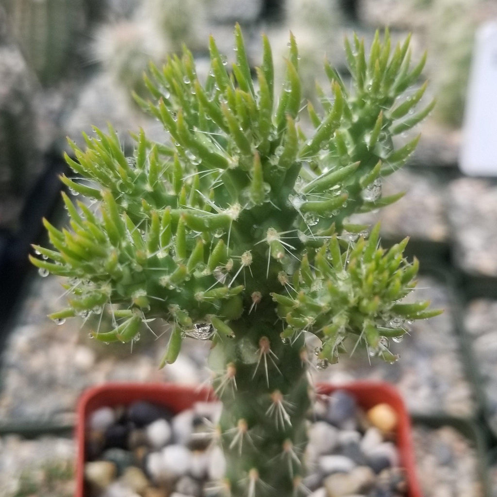 Cholla Cactus - Cylindropuntia imbricata