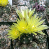 Gymnocalycium dopianum