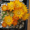 Rebutia weingartia neocumingii