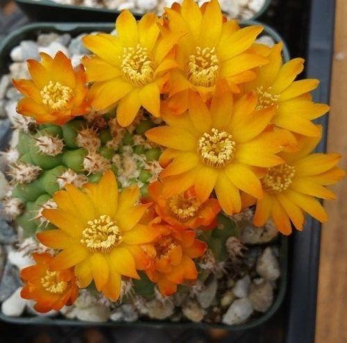 Rebutia weingartia neocumingii