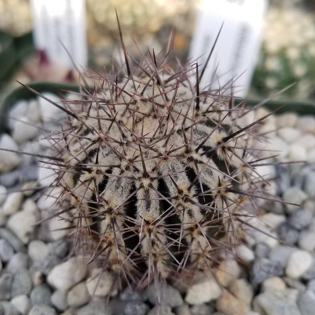 Echinopsis cv. Haku-Jo.