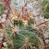 Old Man of the Andes Cactus -  Oreocereus celsianus