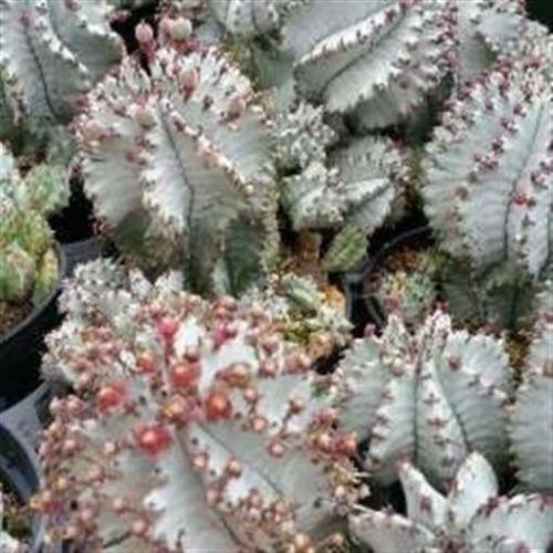 Euphorbia horrida hybrid