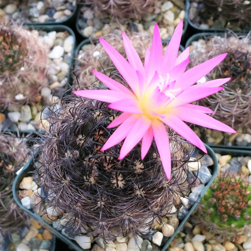 Neoporteria bicolor or Eriosyce islayensis