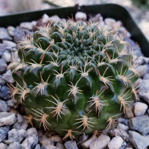 Lobivia or Echinopsis draxleriana