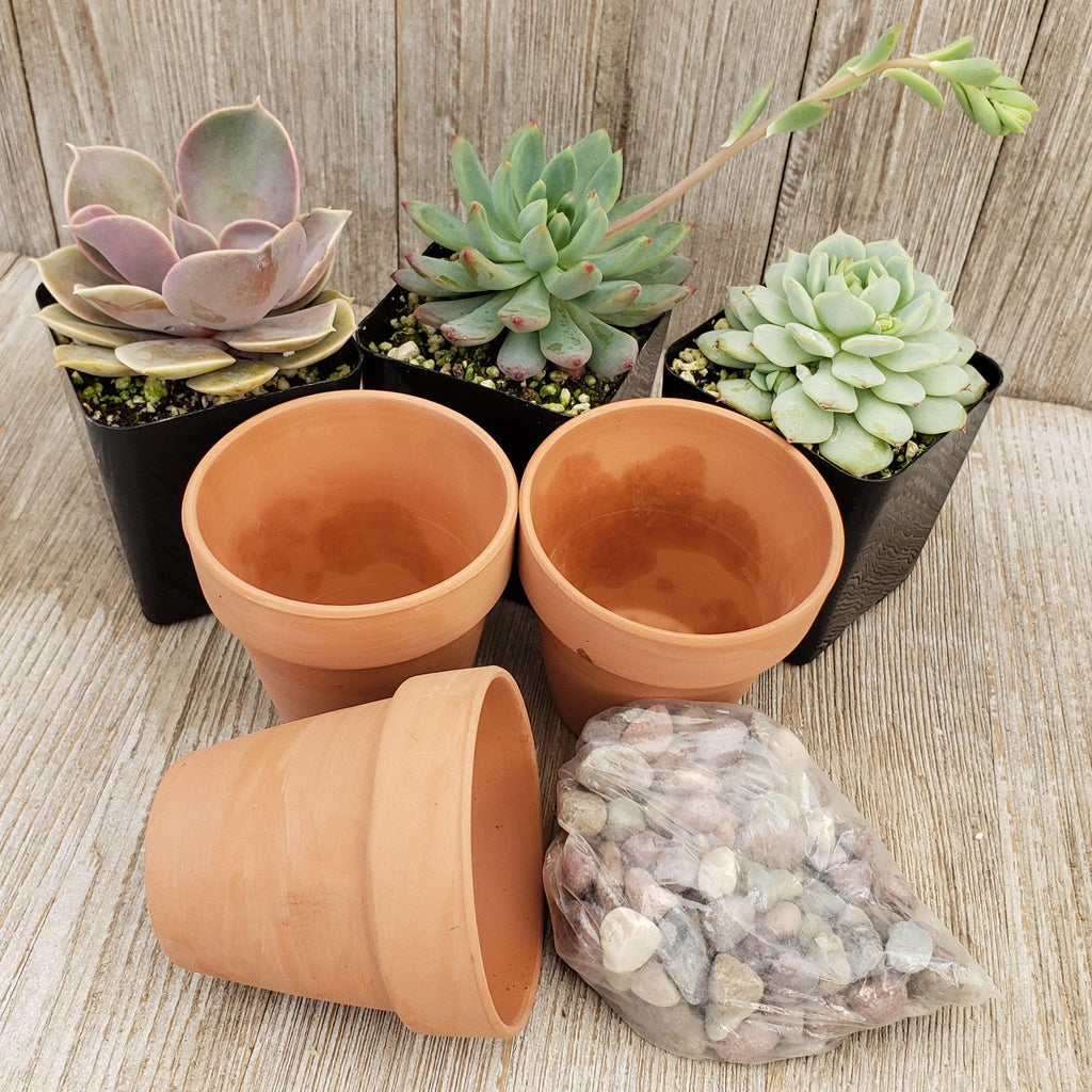 3- 2.5 inch succulents in terracotta pots