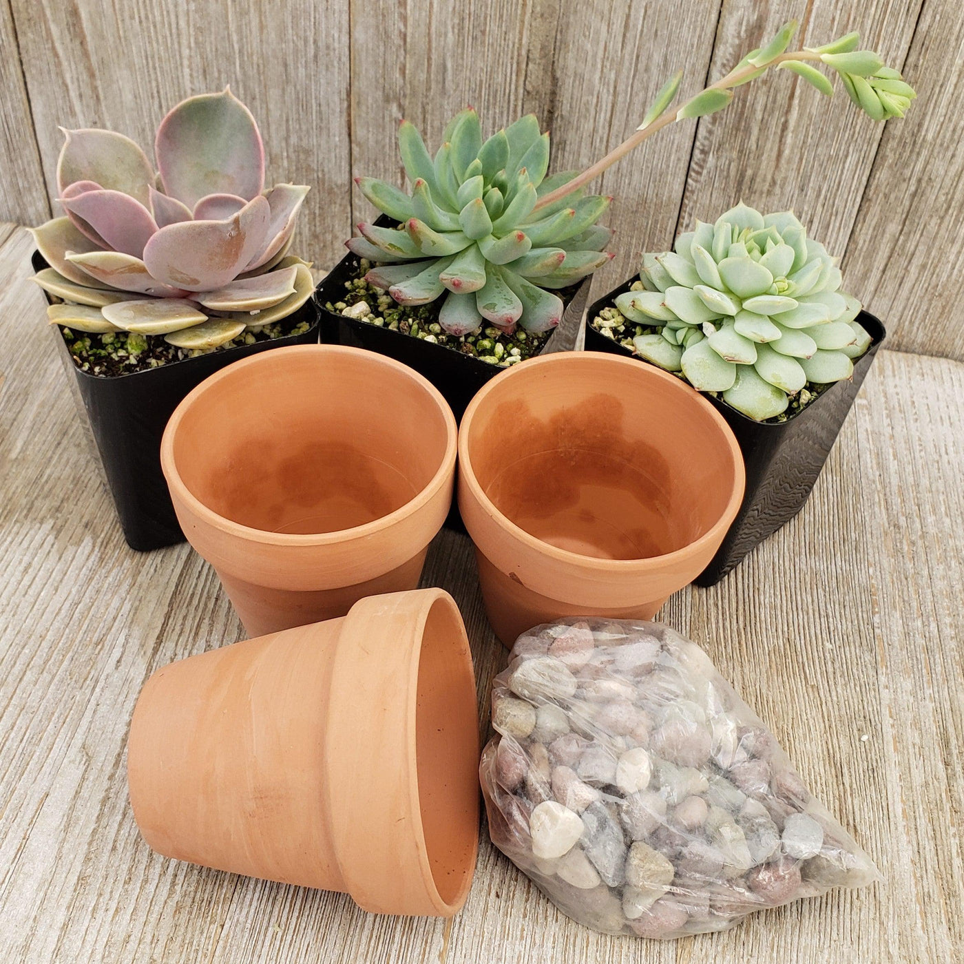 planting succulents in terracotta pots 3- 2.5 inch succulents in terracotta pots