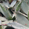 Agave parryi huachucensis