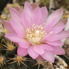 Gymnocalycium neuhuberi