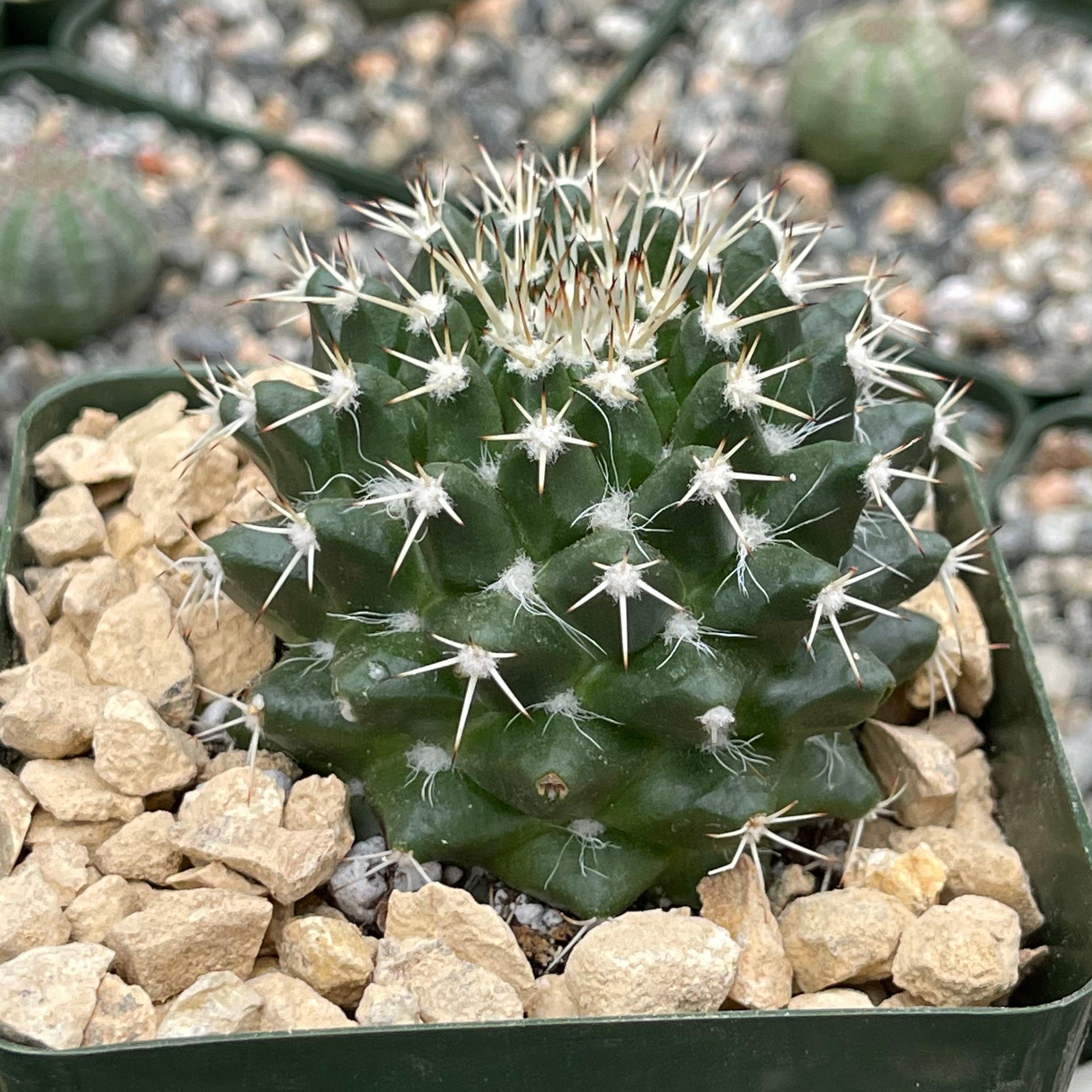 Mammillaria nejapensis silver arrows