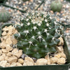 Mammillaria nejapensis silver arrows