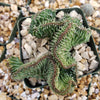 Euphorbia ammak crest