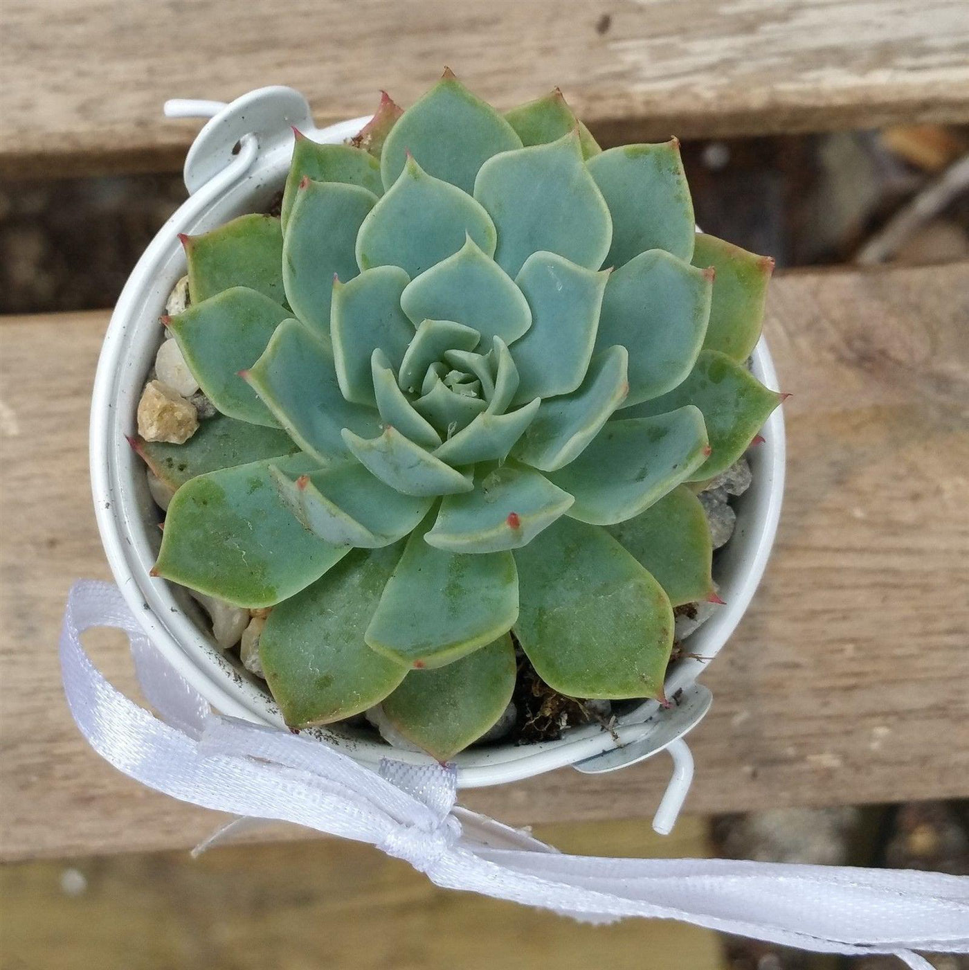3 mini succulents in tin pails wedding or party favor arrangements