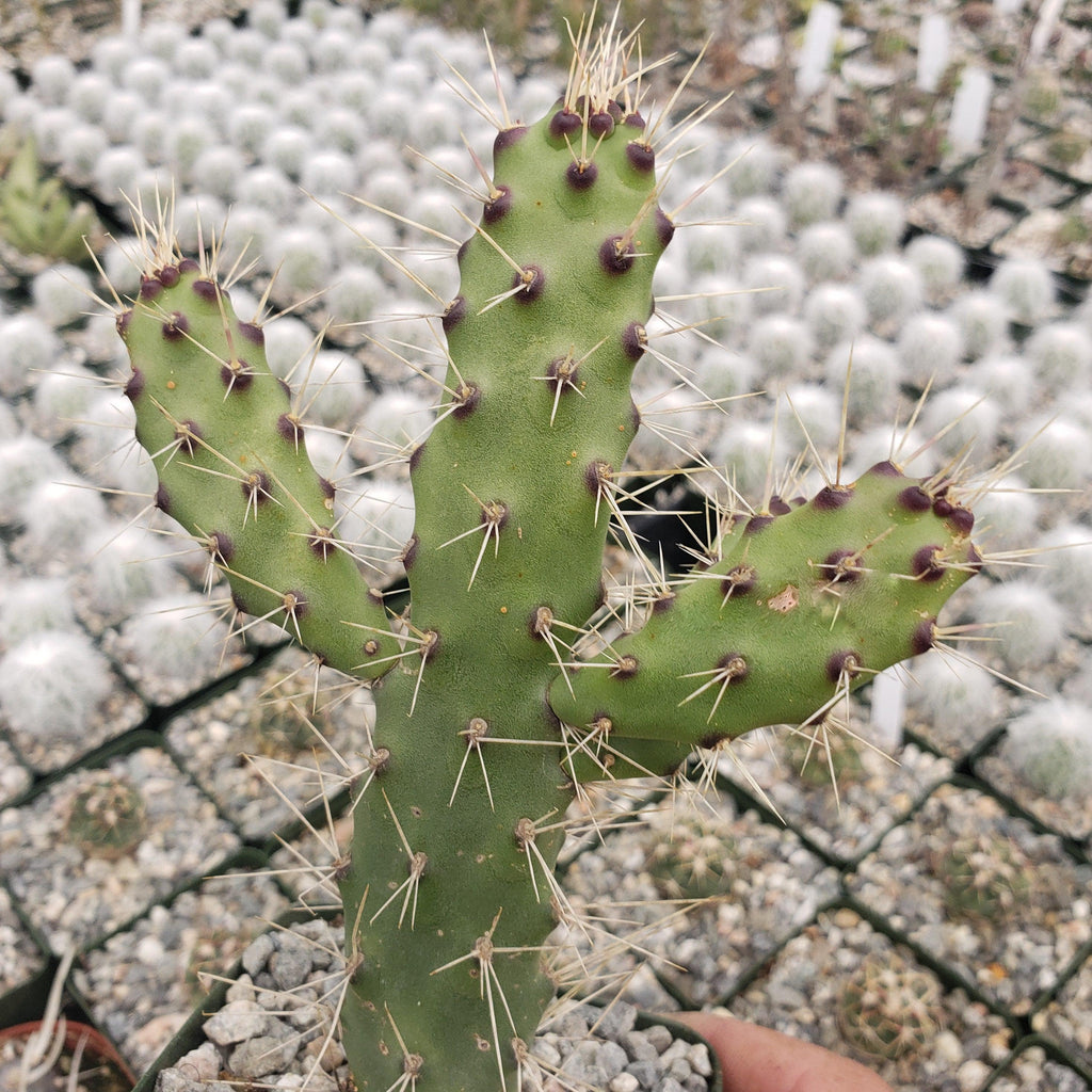 Opuntia consolea falcata cutting