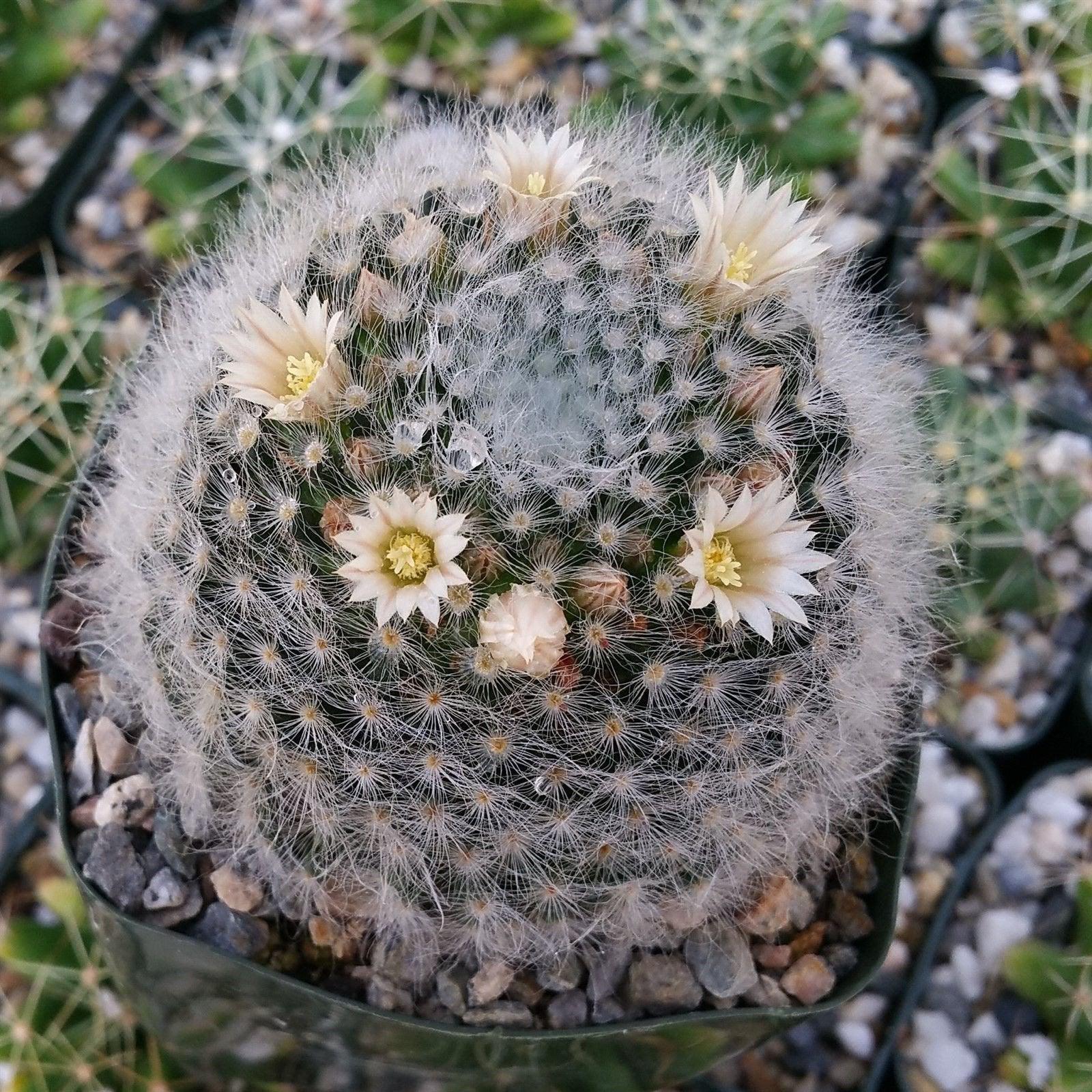 Mammillaria albicoma