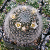 Mammillaria albicoma